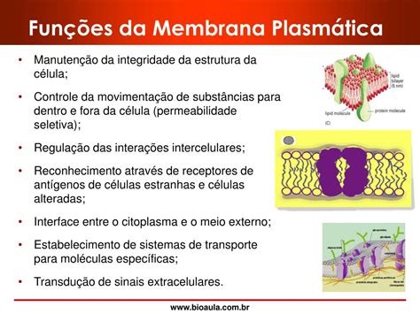 função da membrana plasmatica